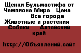 Щенки Бульмастифа от Чемпиона Мира › Цена ­ 1 000 - Все города Животные и растения » Собаки   . Алтайский край